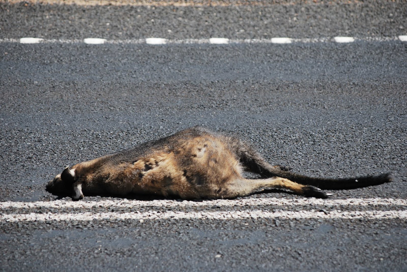 Wadjella Road Kill...