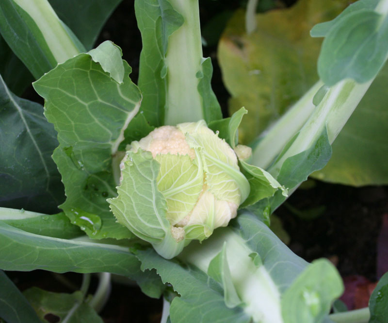 [cauliflower_smalldec2009.jpg]