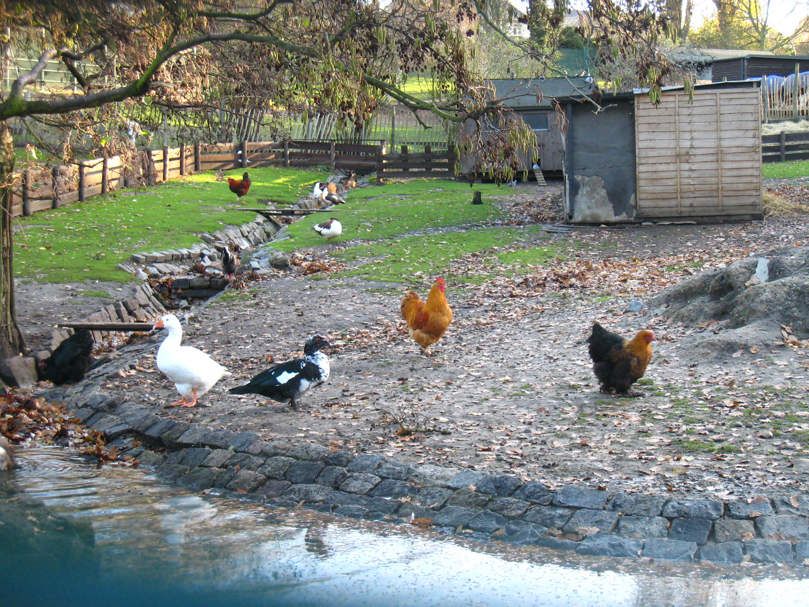 Plumsteadshire Save the Maryon Wilson Animal Park