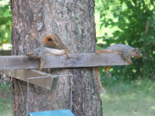 8-7-07 Fox squirrels