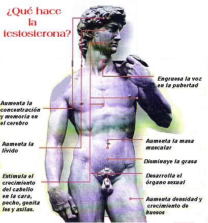Copia%2Bde%2Btestosterona.JPG