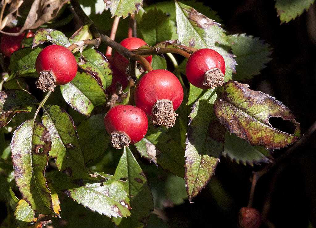 Habitat Home Rose Hips