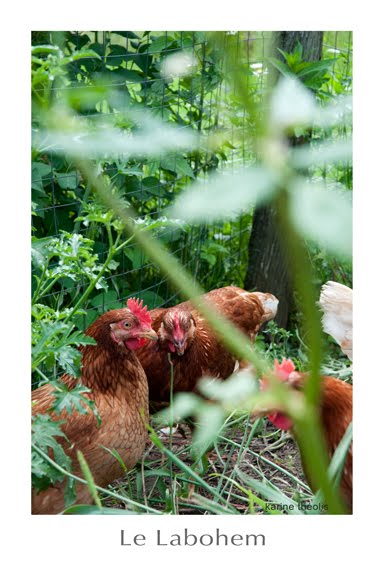 Poules