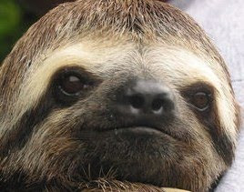 sloth+head-739068.jpg