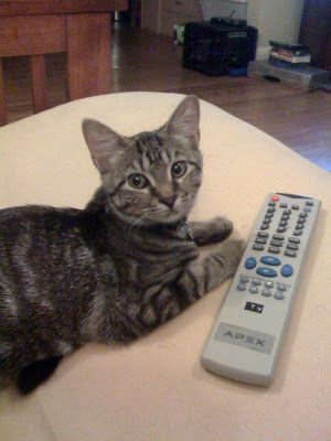 Channel surfing with the kitten