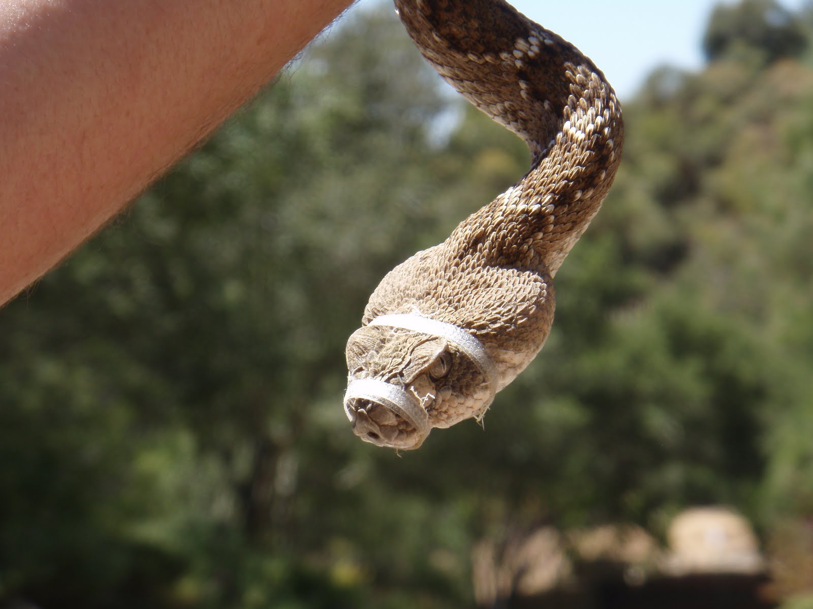 Multiuse Trails Coalition Rattlesnake Dog Aversion Training In