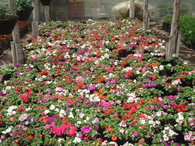 PRODUPLANTAS: PLANTAS PARA EXTERIOR