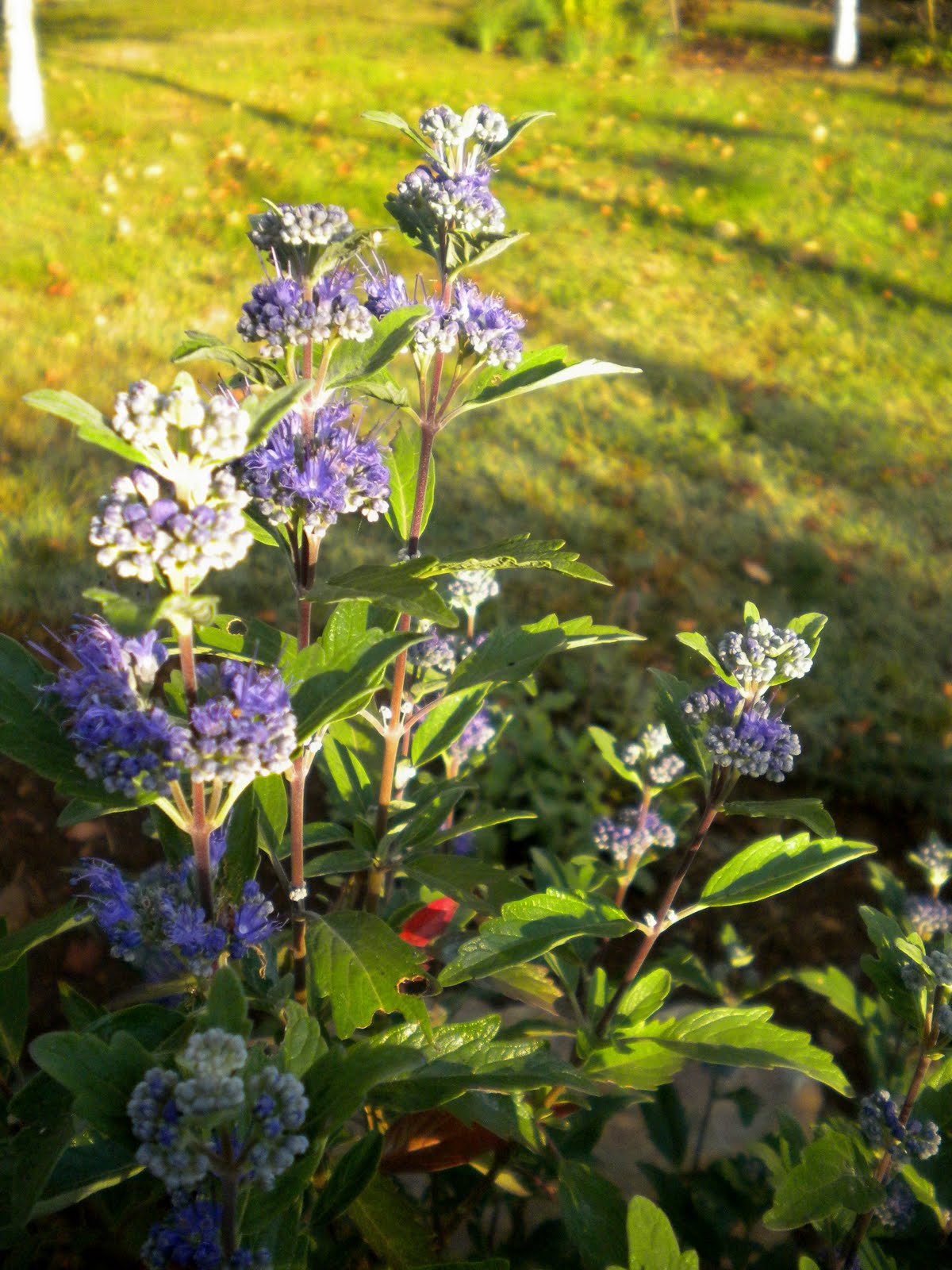 .: Arbustos de flor azul.