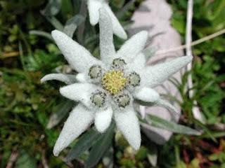 Edelweiss - Alpská Protěž