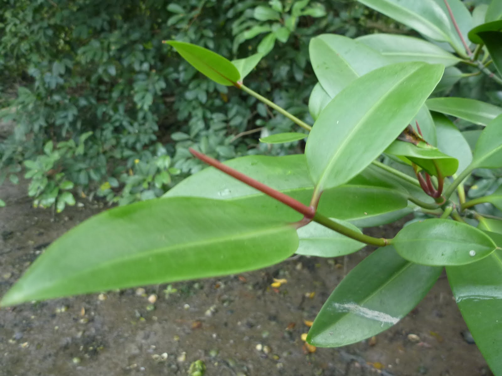 The Simplicities in Life: To the Magical Mangroves of Mandai