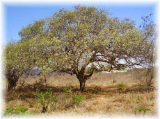 Árvore Símbolo do ALACAZUM: Umbuzeiro (spondias tuberosa)