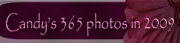 Candy's 365 photos in 2009