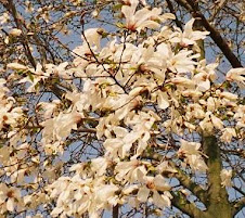 magnolia albă