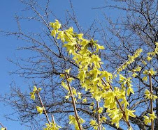 forsythia