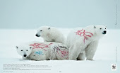 Ours polaires taggés