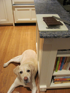 Lambeau helping me bake Ginger Chocolate Cookies