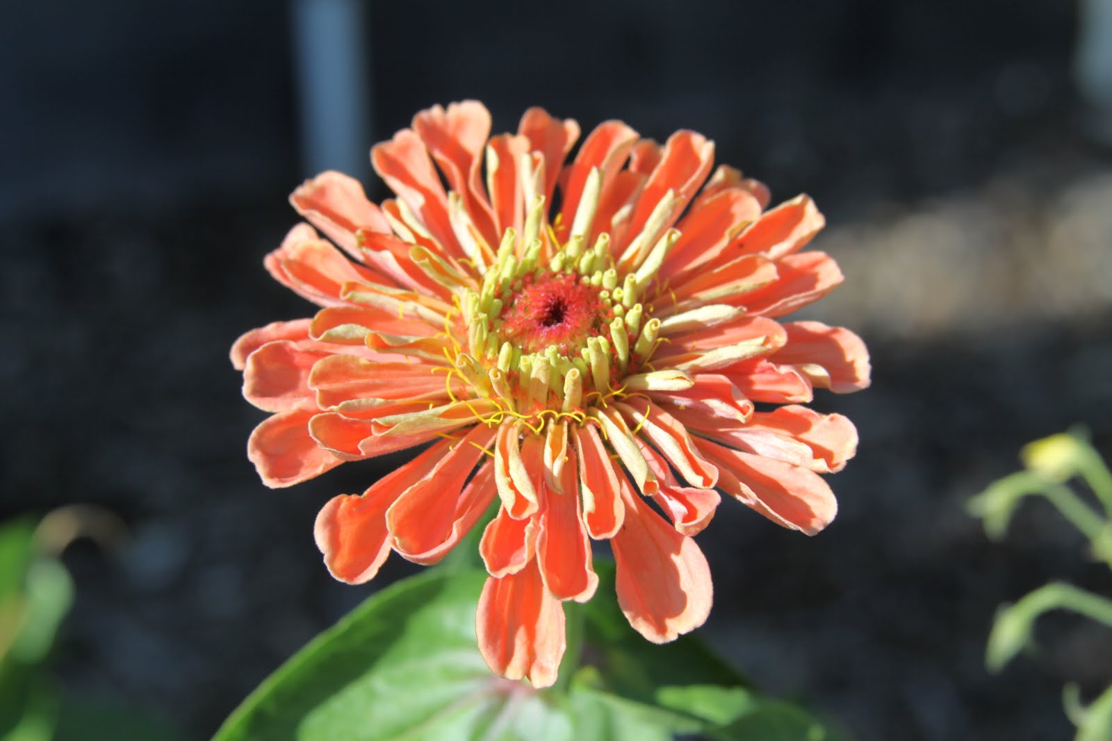 Susan's In the Garden Annuals Zinnias
