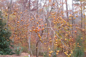 2005 Fuyu bounty after leaf fall