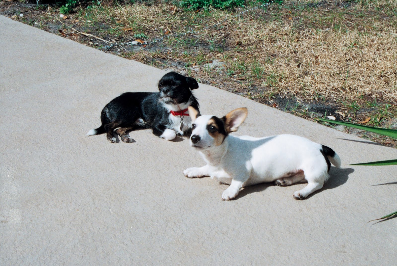 [Trufles+and+T+poolside2.jpg]