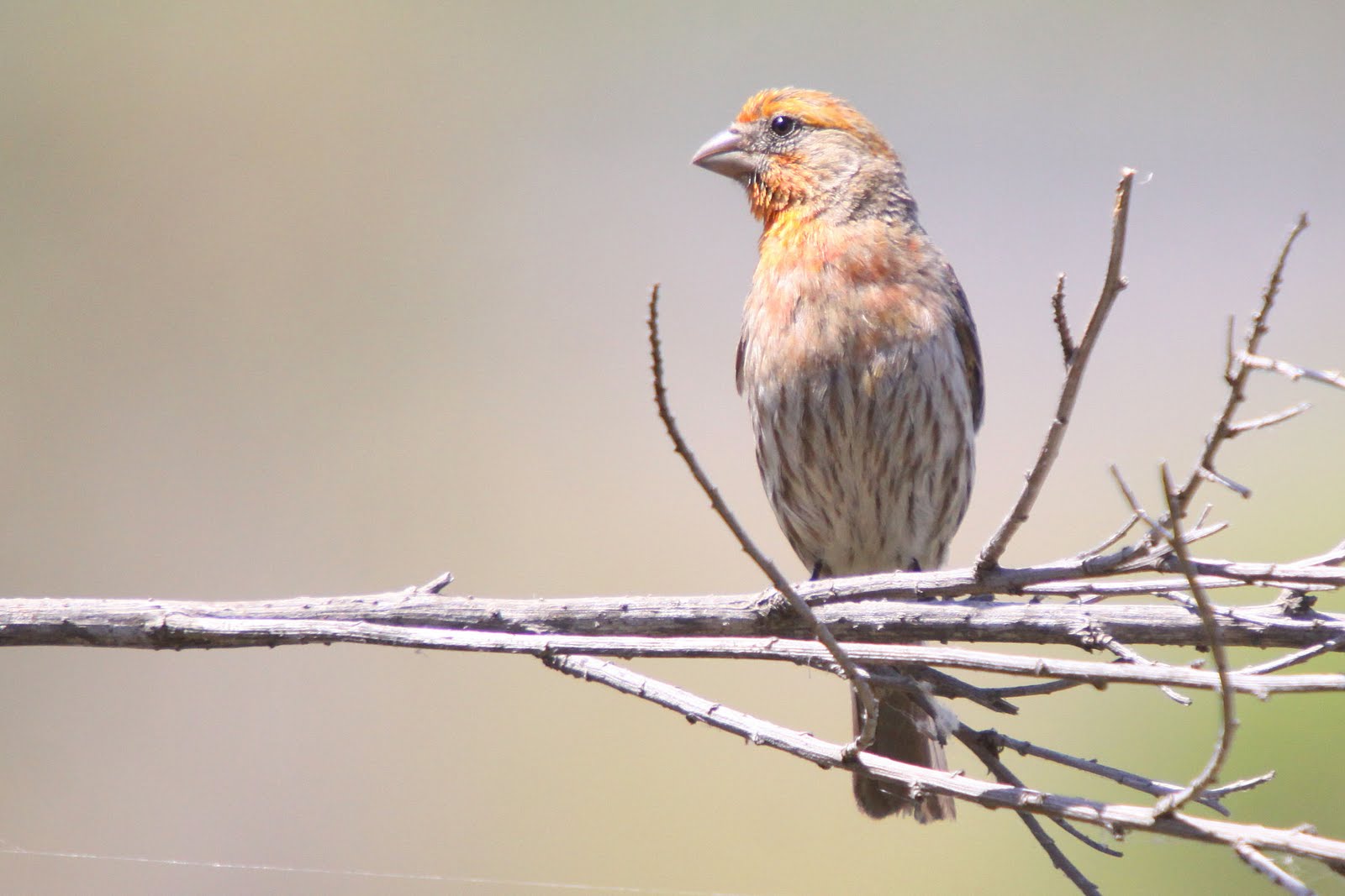 A Bird in the Bush San Joaquin Wildlife Sanctuary