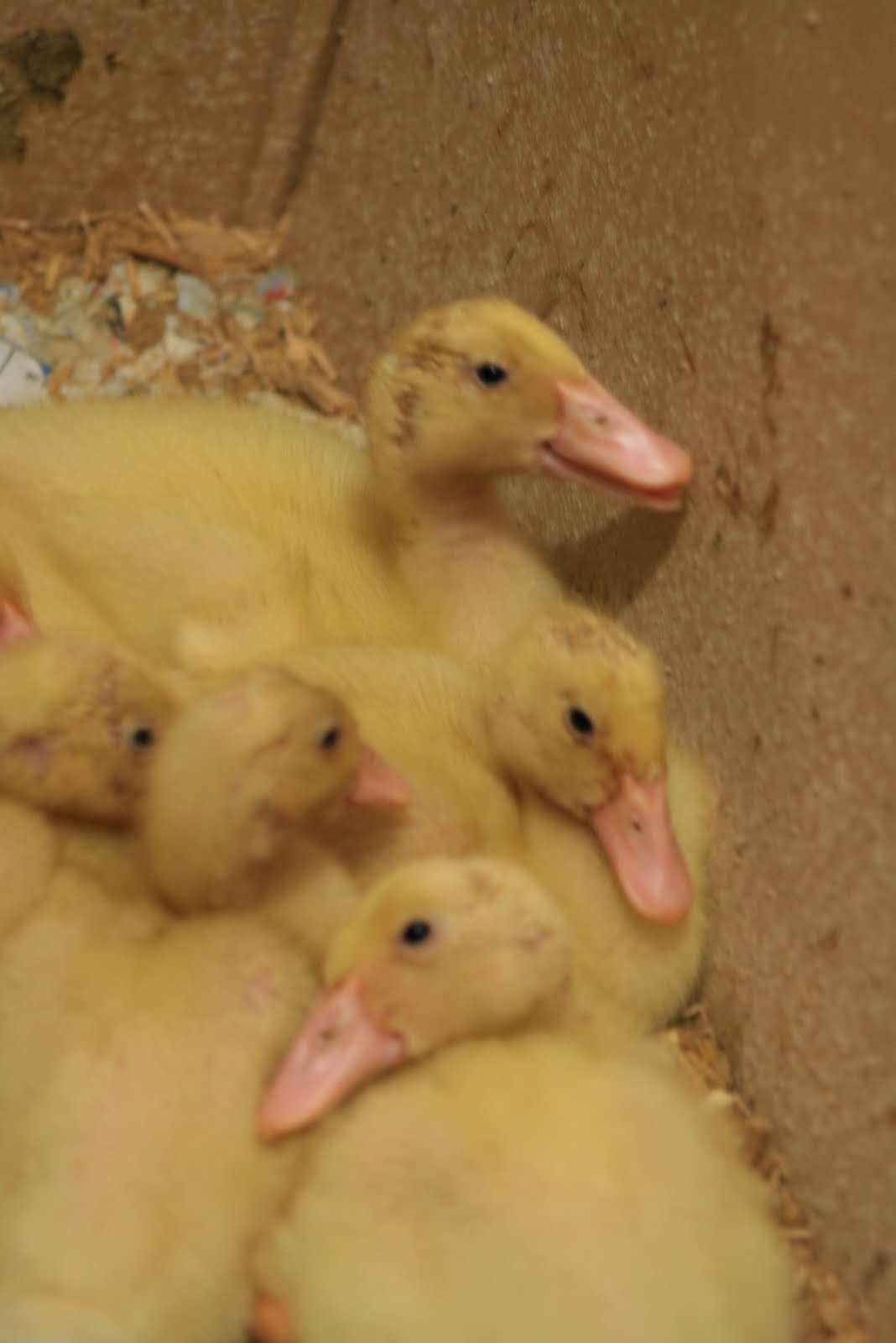 Raising Chooks and Ducks. Ducklings Week 2