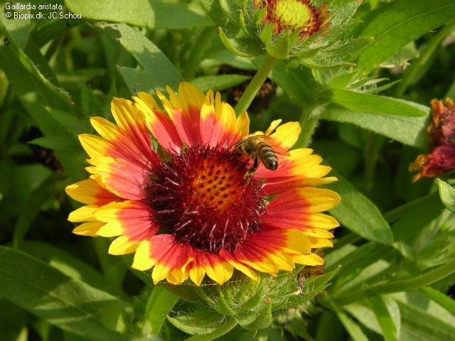 https://1.bp.blogspot.com/_o5gelOZpcg0/TDid9whrpOI/AAAAAAAAAEw/-8VAXr8IpI8/s1600/JCS+Gaillardia+aristata+33697.jpg