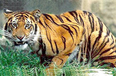 Haiwan Unik 7 Fakta Harimau Di benua Asia Yang Comel Tapi 