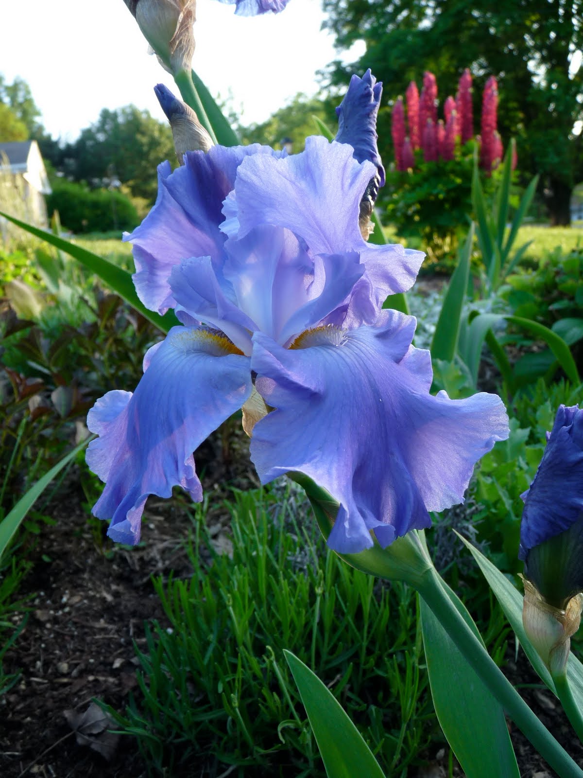 PAT's ART JOURNAL Full Moon and Spring Flowers