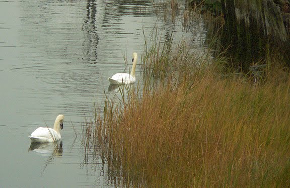[2+swans+in+marsh-w.jpg]