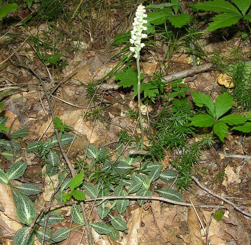 Captina Creek Downy Rattlesnake Orchid