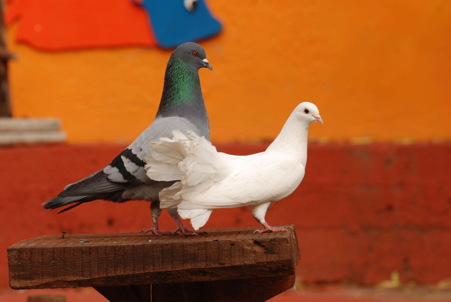 Piccioni E Colombi Sono La Stessa Cosa