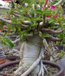 How to Get Giant Adenium