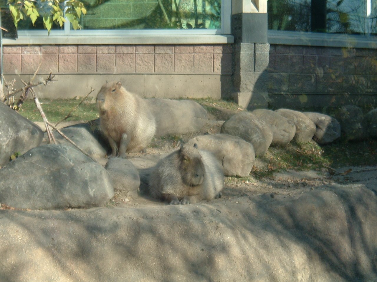 [Capybaras.JPG]