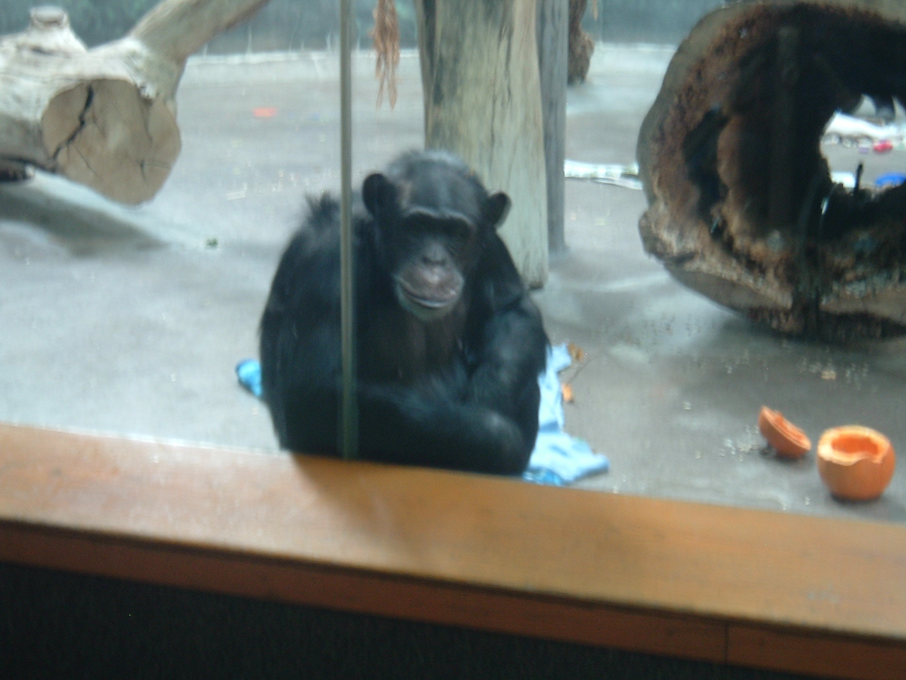 [Chimp+Contemplating.JPG]
