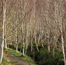 Spring Birches