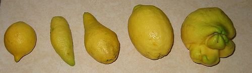 [lemons.jpg]