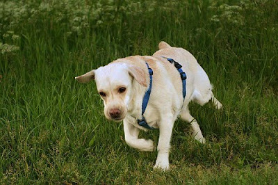 Labrador Retriever Dogs 1