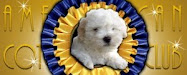 Coton Puppies Available