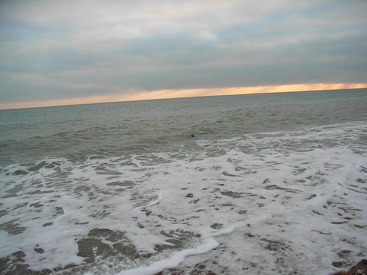 Sussex Marine Wildlife Jottings Seal at Shoreham Beach Local Nature