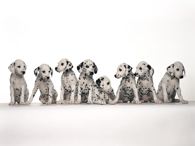 Dalmatian puppies Desktop Background