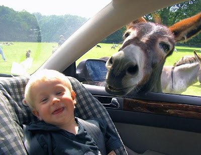 donkey+kid.jpg