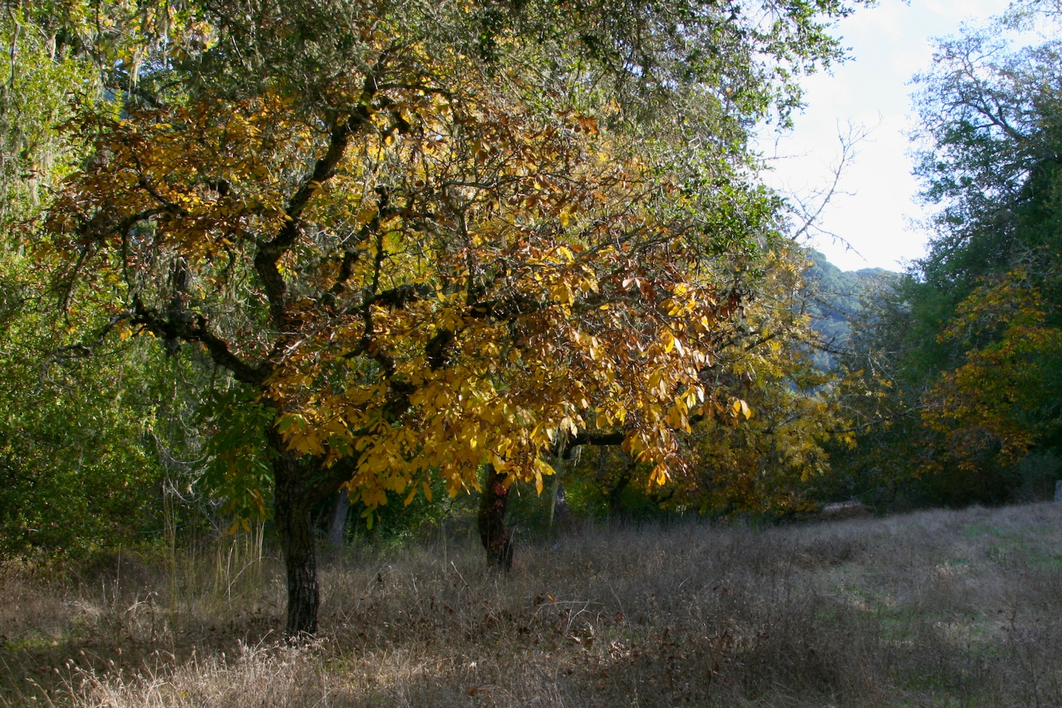California Fall Color