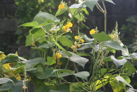Tapilan Beans (Philippines) – Truelove Seeds, 48% OFF