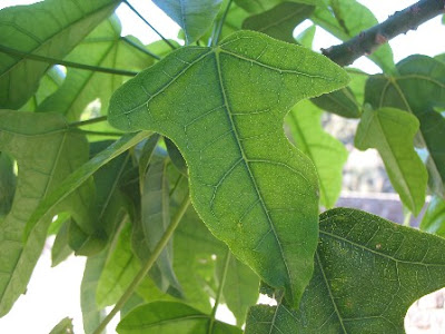 Flame Kurrajong leaf
