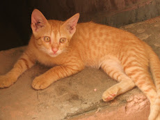 Billi Sher ki Mausi (Cat is the Aunt of Tiger)