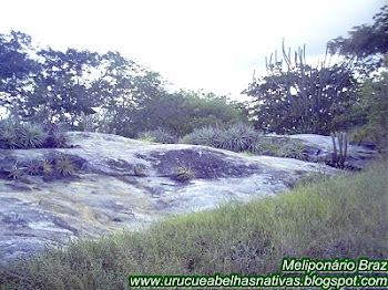 Época das chuvas,no cariri paraibano.