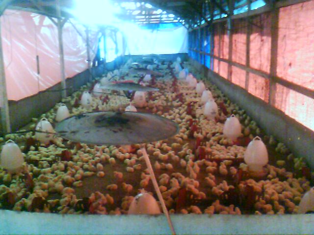 Farm : Ayam Broiler