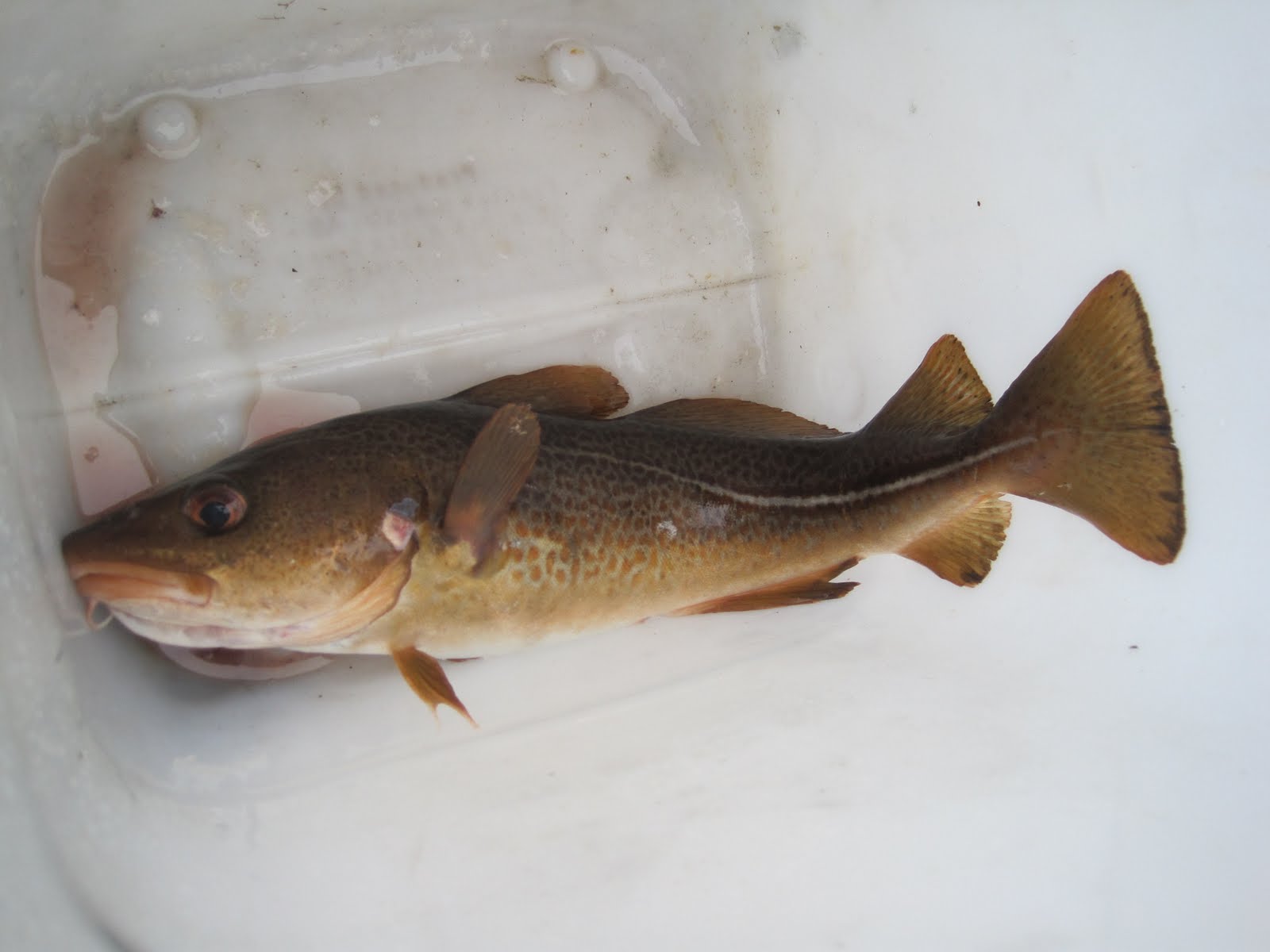 Shelby and Kjerstin's Scandinavian Adventure: Fishing Trip: Pictures