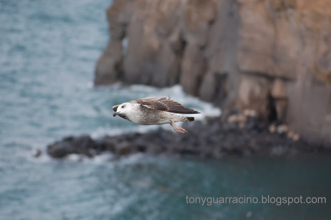 sirene , storia e appunti di viaggio in Penisola Sorrentina