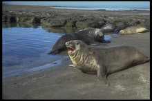 Punta Delgada - Chubut